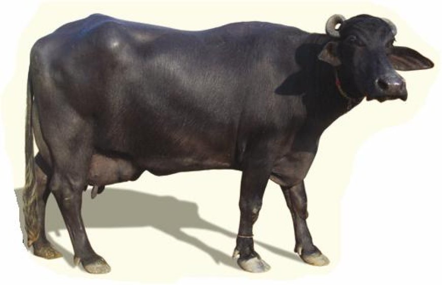 Breeds of buffaloes - Pakistan, India and  Bangladesh