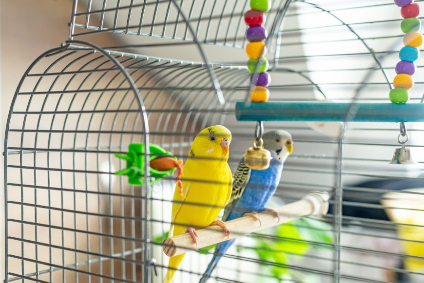 اپنے پرندوں کے پنجرے کی صفائی کے لیے نکات
