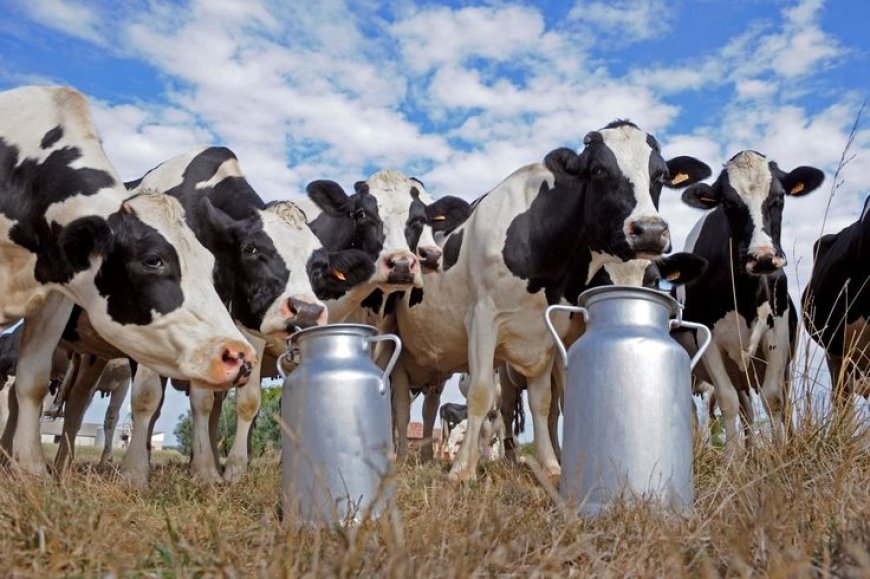 دیسی طریقے سے گائے کا دودھ بڑھانے کے نسخے