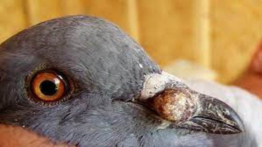pigeon  Pox: Alamat, Ilaaj, aur Ilaj-e-Ghar Mein Tajarbay