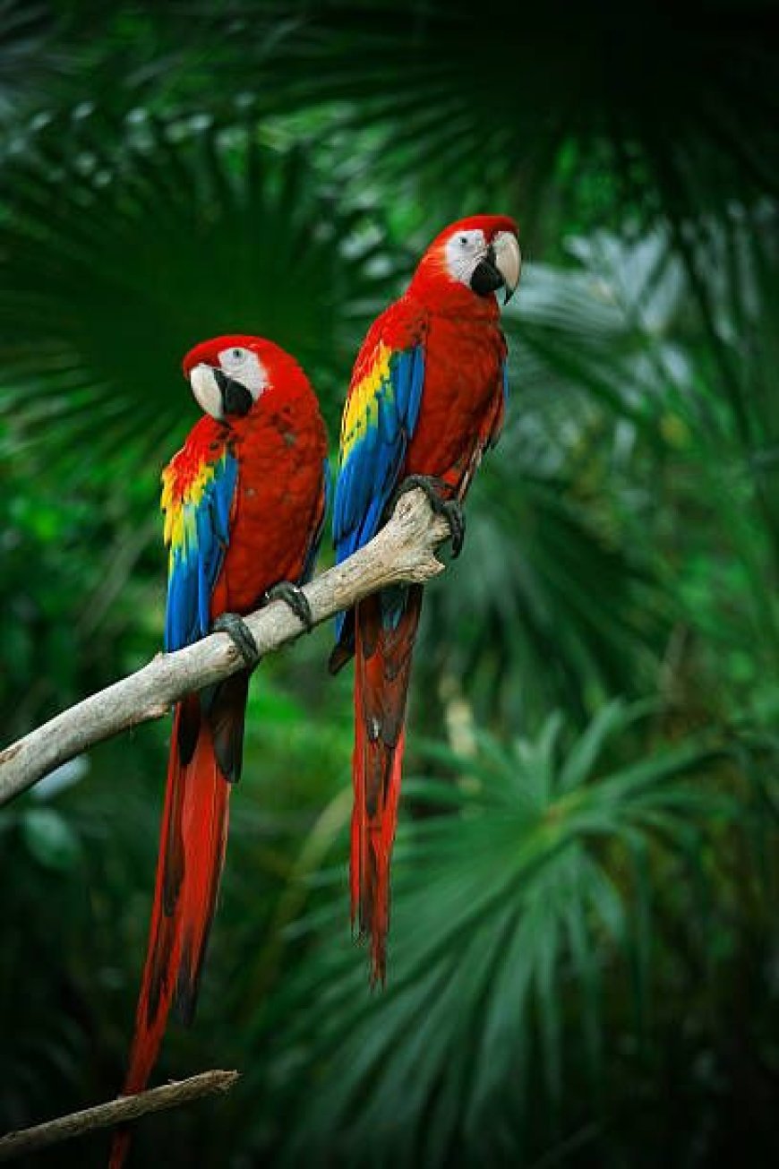 Duniya Ke 5  intelligent parrots: