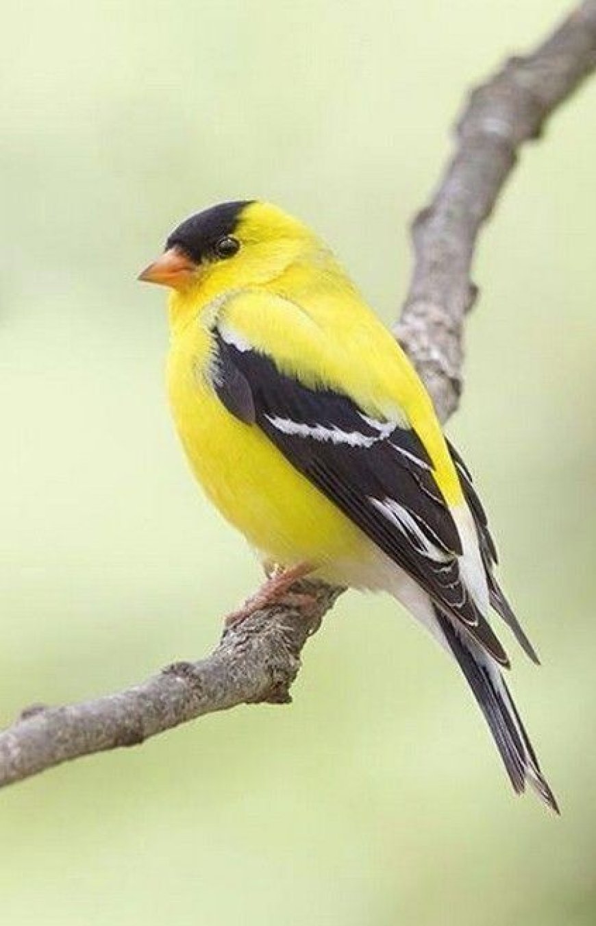       Finch Birds ki Dunia