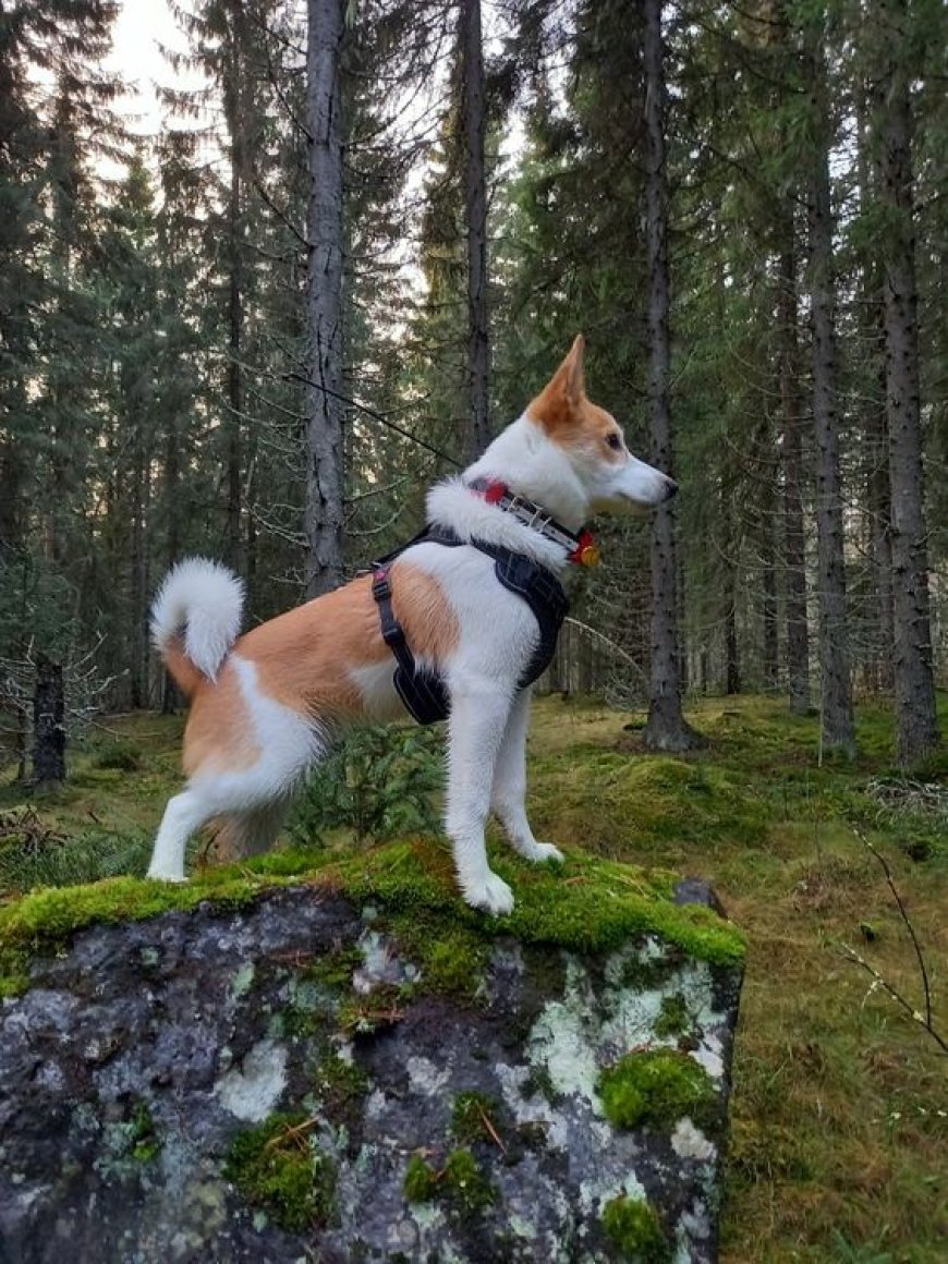 Norrbottenspets Dog   Breed Information