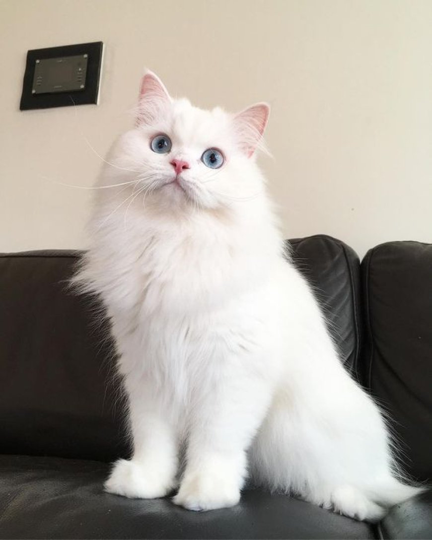 Persian Cats Breed Information 