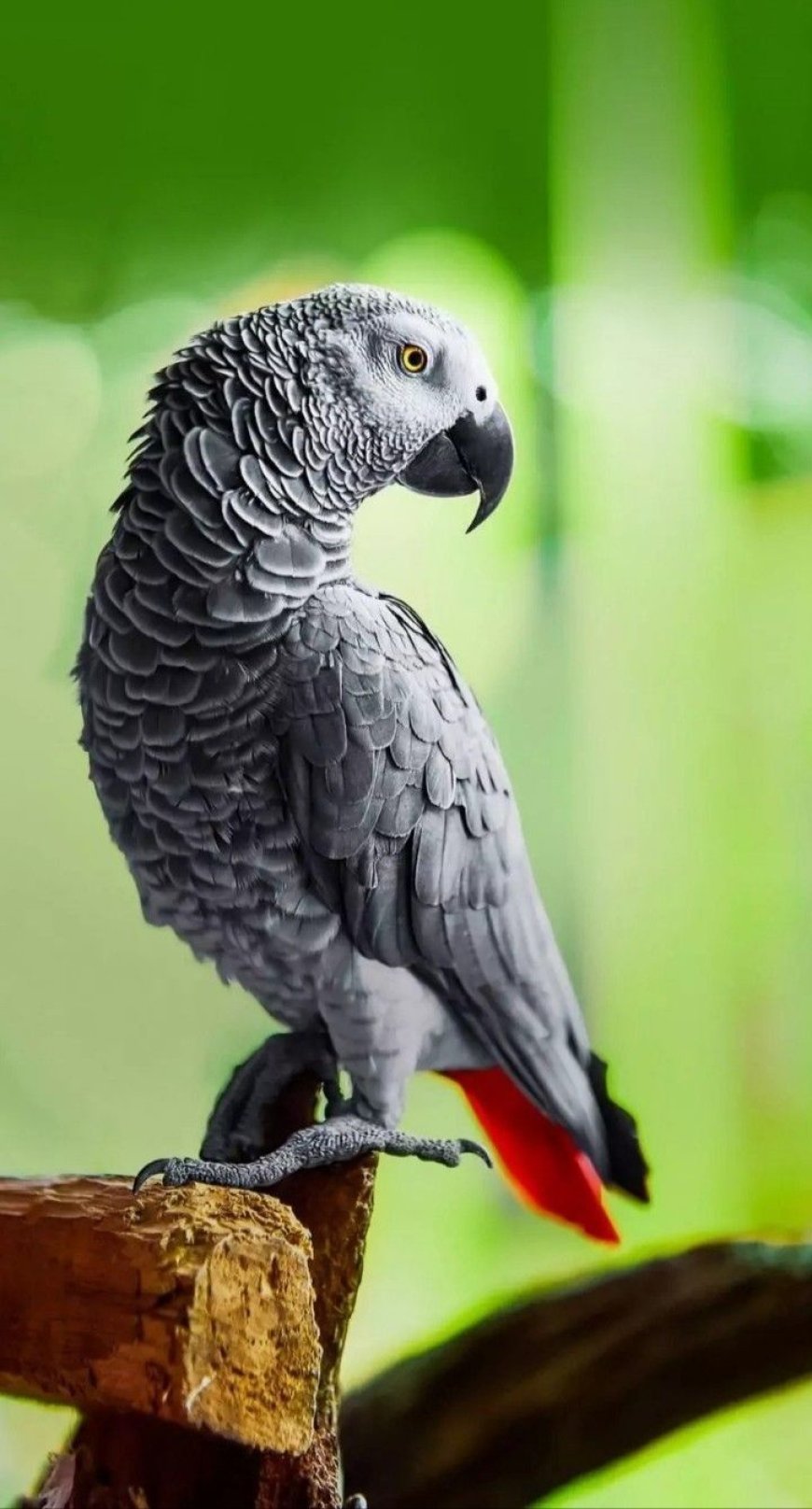   African  Grey  Parrot Ki Dunia