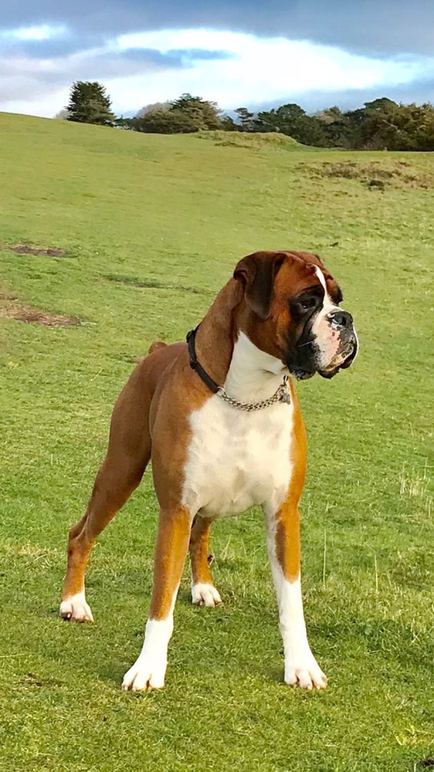 Boxer Dog: Ek Loyal aur Energetic Breed