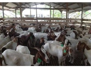 Imported Pure Breed Boer and sanaan goats for sale