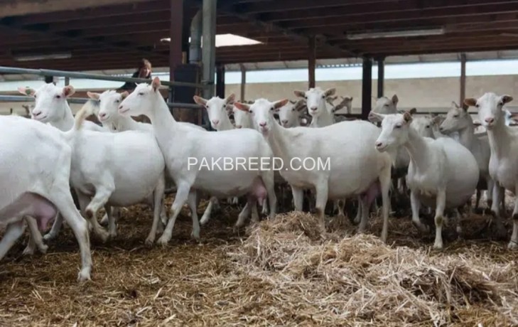 imported-pure-breed-boer-and-sanaan-goats-for-sale-big-0