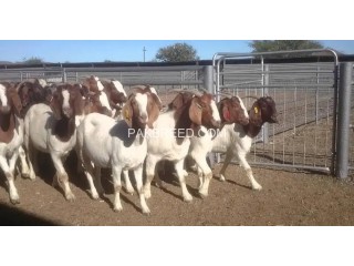 Imported Pure Breed Boer and sanaan goats for sale
