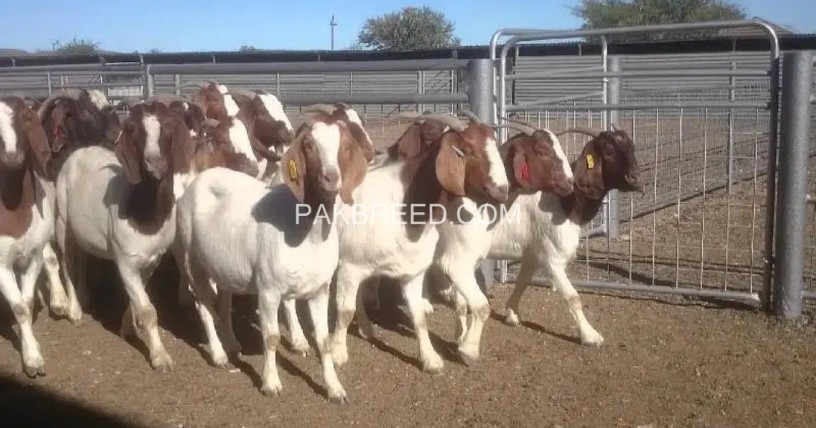 imported-pure-breed-boer-and-sanaan-goats-for-sale-big-0