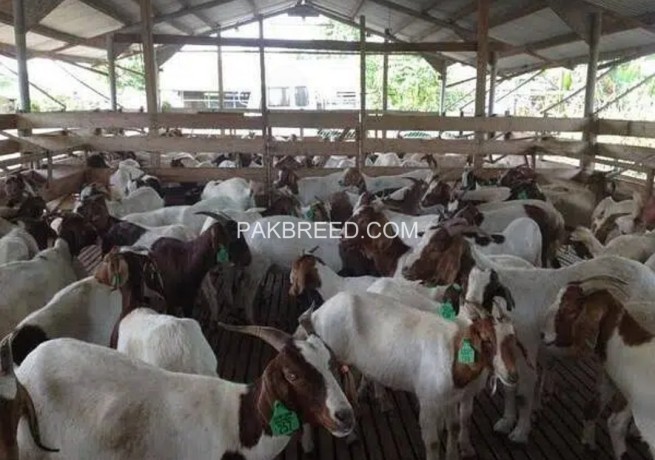 imported-pure-breed-boer-and-sanaan-goats-for-sale-big-1