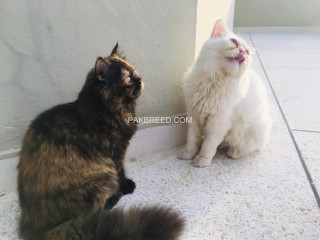 Pair of Persian Cats Triple coat looking for new home Urgent!!!!