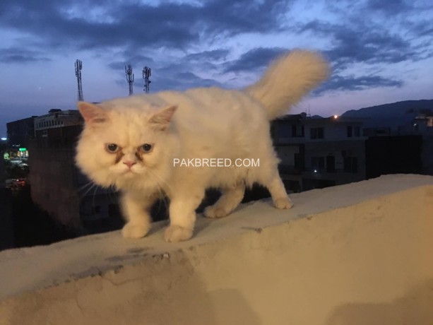 pair-of-persian-cats-triple-coat-looking-for-new-home-urgent-big-4