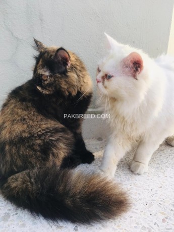 pair-of-persian-cats-triple-coat-looking-for-new-home-urgent-big-1
