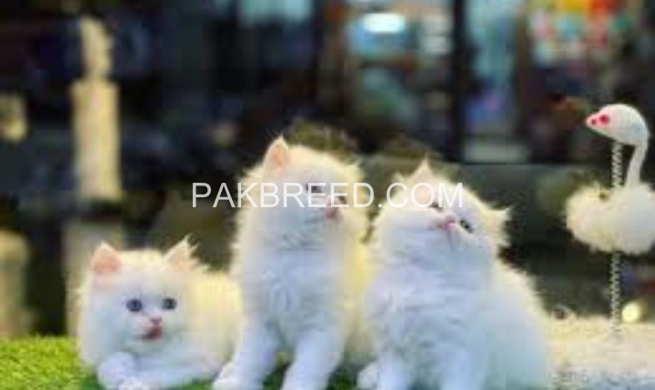 persian-kittens-big-0