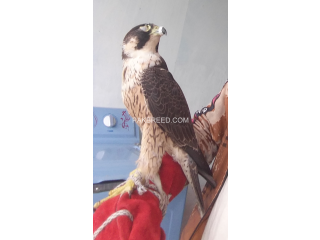 Eagle falcon