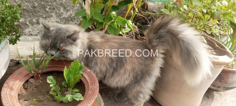 cats-for-sale-in-islamabad-and-rawalpindi-big-1