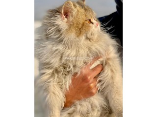 Triple Coat Persian Cat Male For Sale