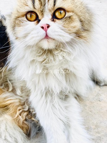 triple-coat-persian-cat-male-for-sale-big-2