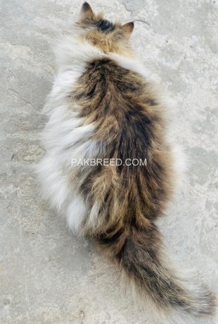 triple-coat-persian-cat-male-for-sale-big-3