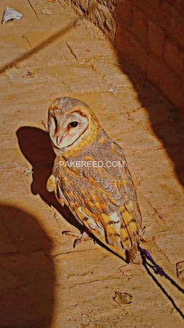 owl-for-sale-in-reachable-price-big-1