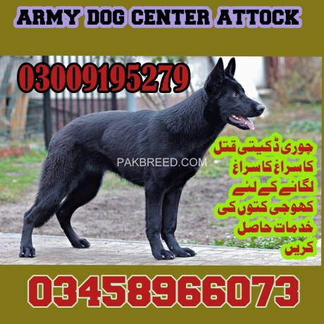 army-dog-center-attock-big-0