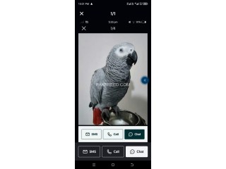 African Grey parrot for sale whatsapp