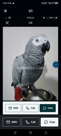 african-grey-parrot-for-sale-whatsapp-big-0