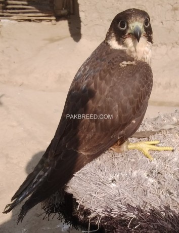 eagle-falcon-big-0