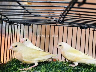 LUTINO GOULDIAN FINCHES CHICKS AVAILABLE