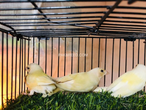lutino-gouldian-finches-chicks-available-big-2