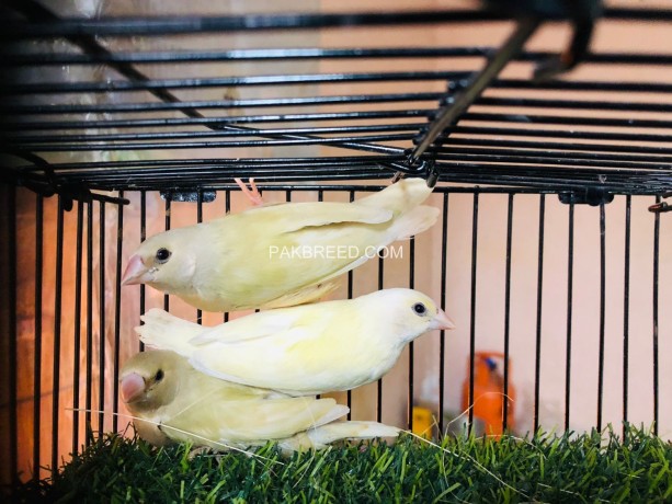 lutino-gouldian-finches-chicks-available-big-3
