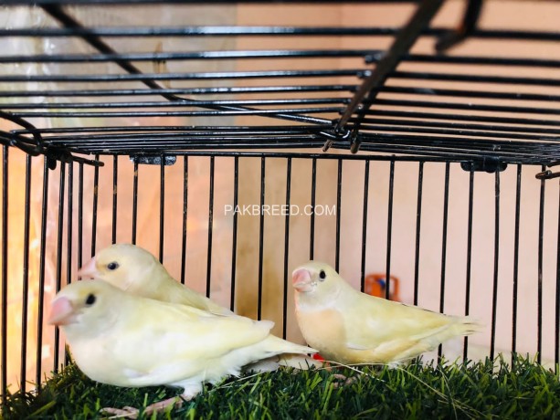 lutino-gouldian-finches-chicks-available-big-1