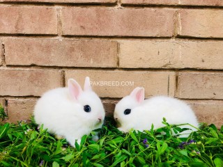 Hotot dwarf punch face pair indonesia import