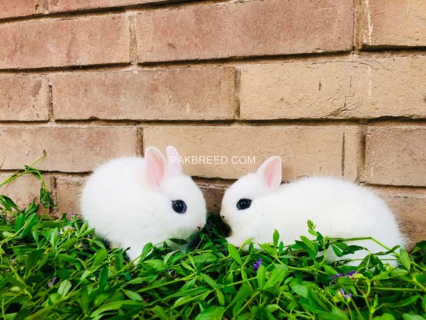hotot-dwarf-punch-face-pair-indonesia-import-big-3