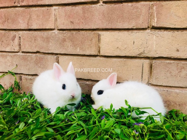 hotot-dwarf-punch-face-pair-indonesia-import-big-1