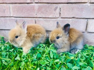 Loin head dwarf imported bunnies pair