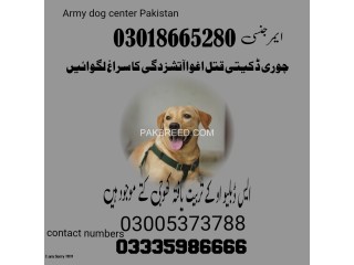 Army dog center mandi bahauddin