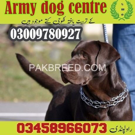 army-dog-center-attock-sragh-rsa-kogy-kt-big-0
