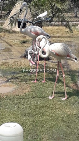 flamingos-big-0