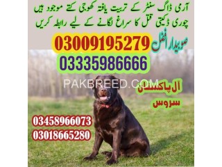 Army dog center Wahcantt # | #FINDERDOGS