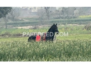 Black racer horse for sale in Lahore