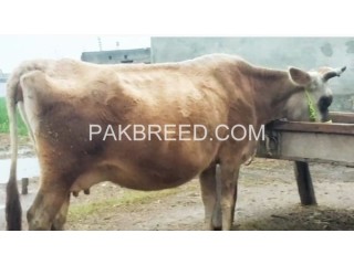 Gersry breeder cow for sale in Swabi