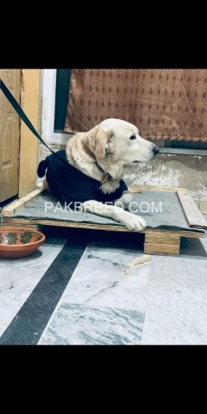 dog-for-sale-in-islamabad-big-0