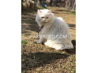 Persian cat for sale in Mansehra