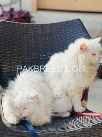 persian-cat-for-sale-in-mansehra-big-2