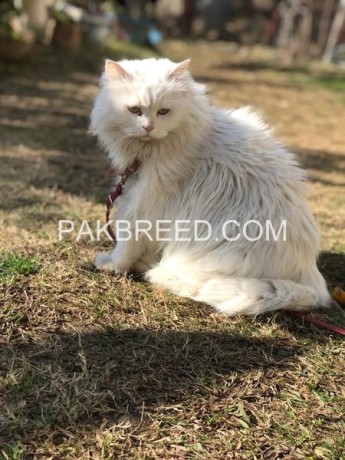 persian-cat-for-sale-in-mansehra-big-0
