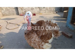 Two Male Turkey ? For Sale in Lahore