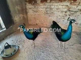 VerY Beautiful Black shoulder males for sale in Peshawar