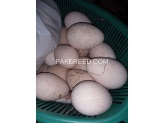 Turky egg available for sale in Hafizabad